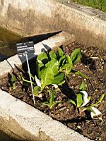 Lysichiton camtschatcensis (fam Aracees) (Japon, Siberie) (1) (Photo F. Mrugala)